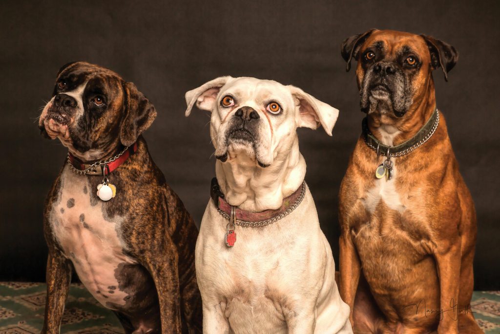 Three dogs sitting side by side, representing the importance of pet custody in divorce cases, as discussed by Family Lawyer Atlanta.