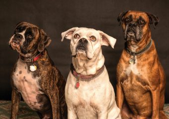 Three dogs sitting side by side, representing the importance of pet custody in divorce cases, as discussed by Family Lawyer Atlanta.